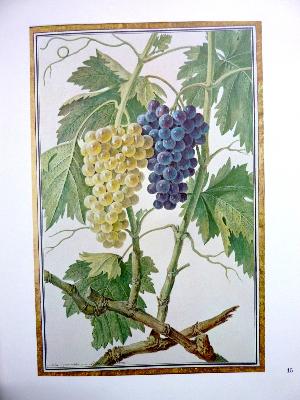 Œnologie Le grand livre du vin Joseph Lobé vigne vignerons cépages histoire 