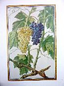 Œnologie Le grand livre du vin Joseph Lobé vigne vignerons cépages histoire 