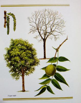 Atlas des arbres de France et d’Europe occidentale Jacques Brosse Bordas nature arboriculture dendrologie botanique 
